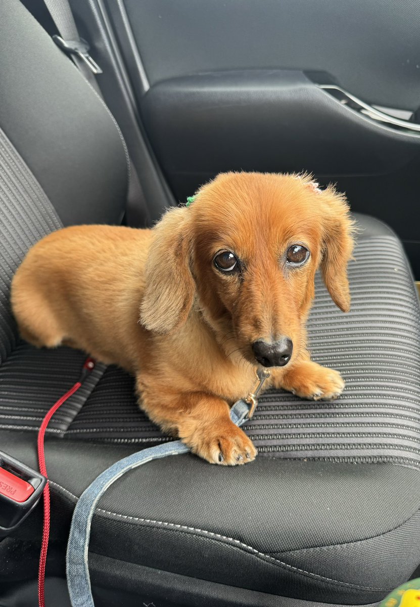 今日はお出かけしてきました😊

天気は微妙🌧️

でも楽しかったね👍🐶

今週もお疲れ様でした🍀