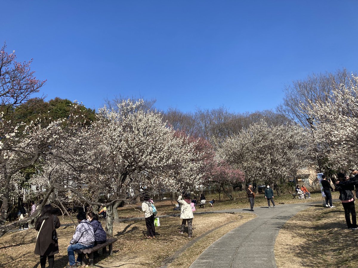 0218keitan's tweet photo. お天気が良いので、
満開の梅を見てきました。

メジロも、可愛い♪ https://t.co/NmdlDyu9VP