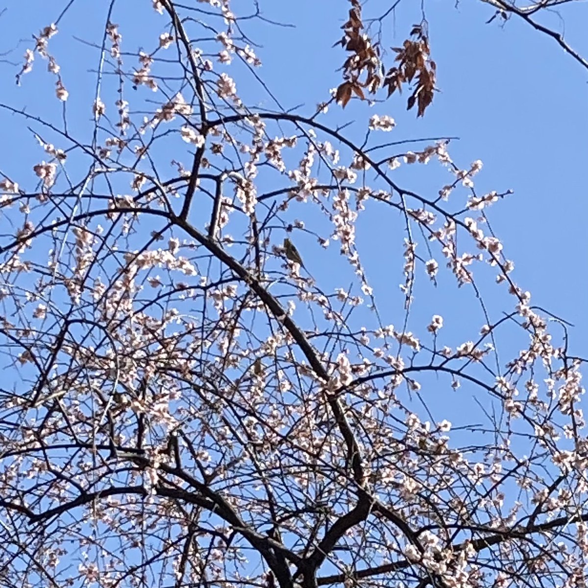 0218keitan's tweet photo. お天気が良いので、
満開の梅を見てきました。

メジロも、可愛い♪ https://t.co/NmdlDyu9VP