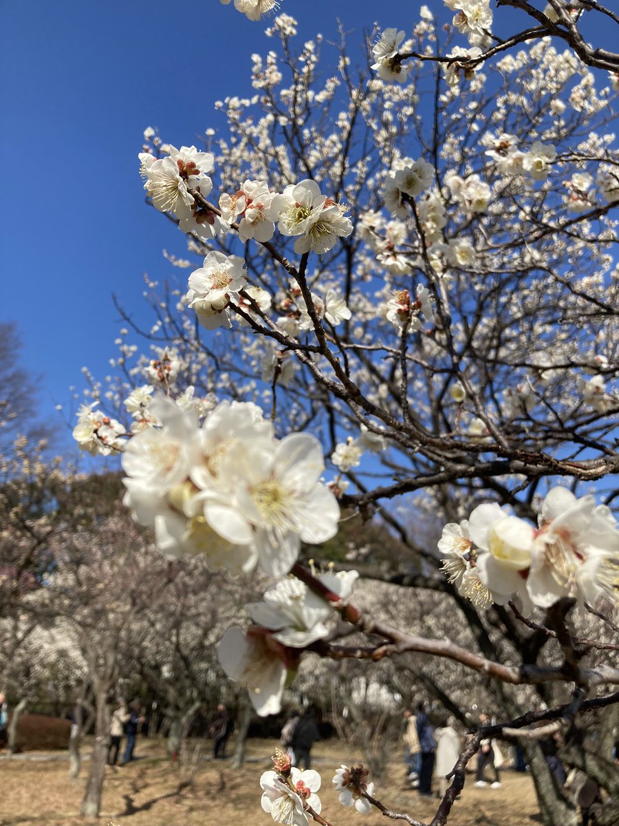 0218keitan's tweet photo. お天気が良いので、
満開の梅を見てきました。

メジロも、可愛い♪ https://t.co/NmdlDyu9VP