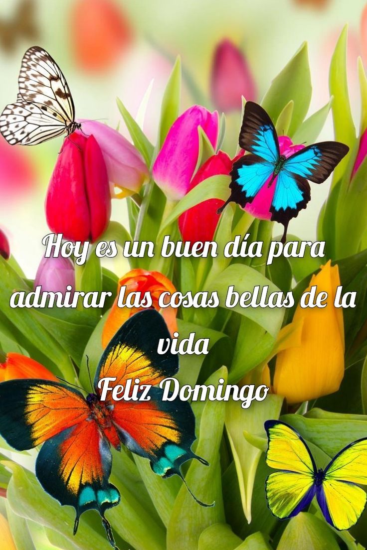 Feliz domingo! 😃, image size:736x1104