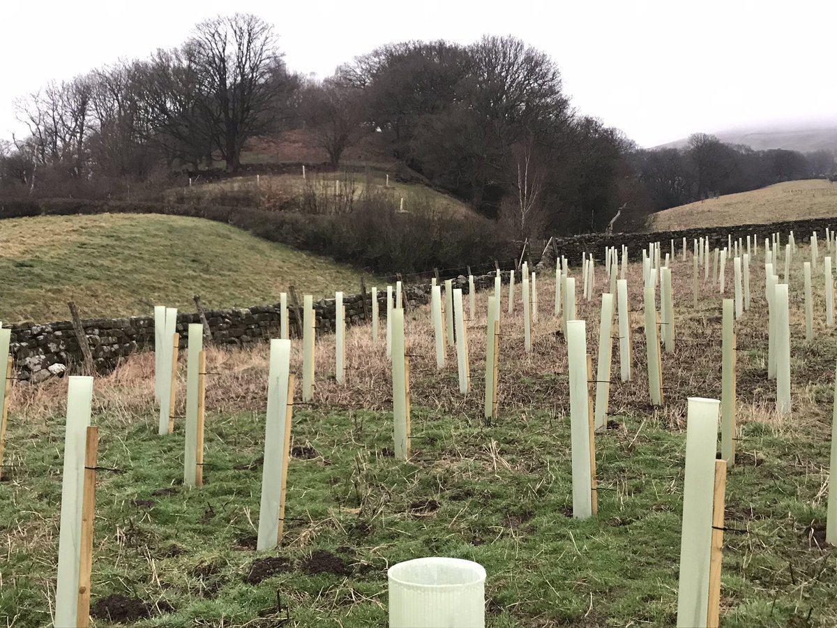 HighFarndale's tweet photo. 125 new willow trees.

The right tree in the right place has value in the eco-system.

A mix of goat and grey willow, planted at a density of 1,600 per hectare.

This piece of land offered poor grazing potential; the former owners had used the area to stack and fetch silage bales in winter, churning the soil; the area tends to be wet, without an obvious drainage solution and loves to grow nettle.

Willow enjoys wet situations so is a good choice for that spot; aside from the wildlife habitat benefits, once grown the trees can be coppiced. One particular benefit being as a medicinal cattle feed.