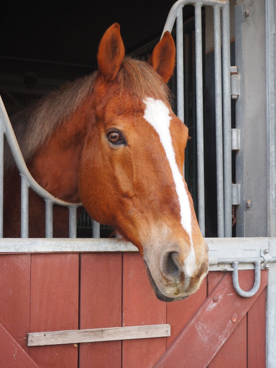 はじめ馬(ま)して🐴 新しい仲馬です！ MIKIホーストレック乗馬教室で