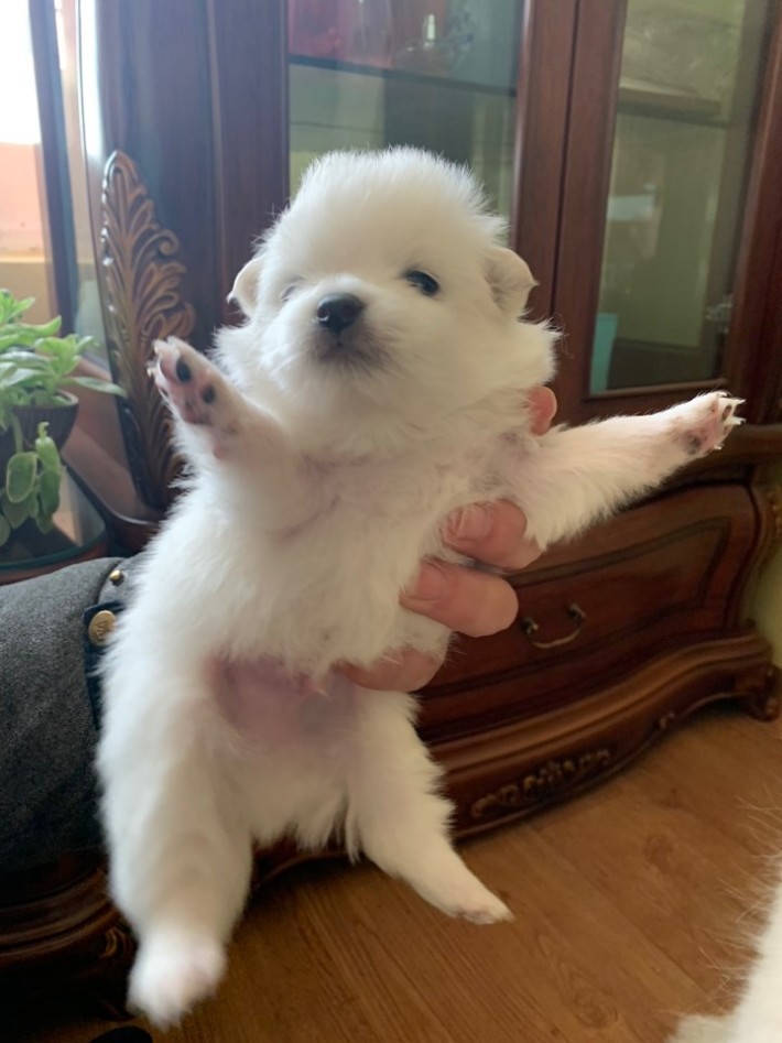 lovx11_very's tweet photo. 시골집에 꼬물이 태어났는데 너무 찹쌀떡같아 https://t.co/tBbZKyfC27