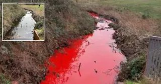benedicta78001's tweet photo. Stream turns bright red and no one knows why https://t.co/0niOCr4Z1V (From Phoenix APP) https://t.co/xeRTRikJJS