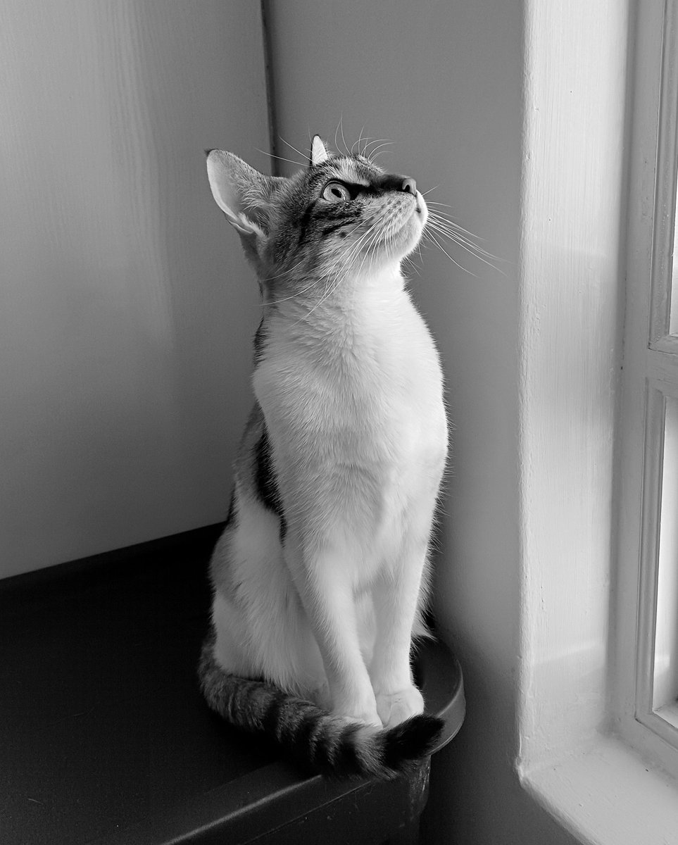 Waiting for treats 😸🤍🖤🤍

#catlife #catsinblackandwhite #catsoftheworld #catantics #catsofinstagram 

instagram.com/p/C3ermUooCDj/