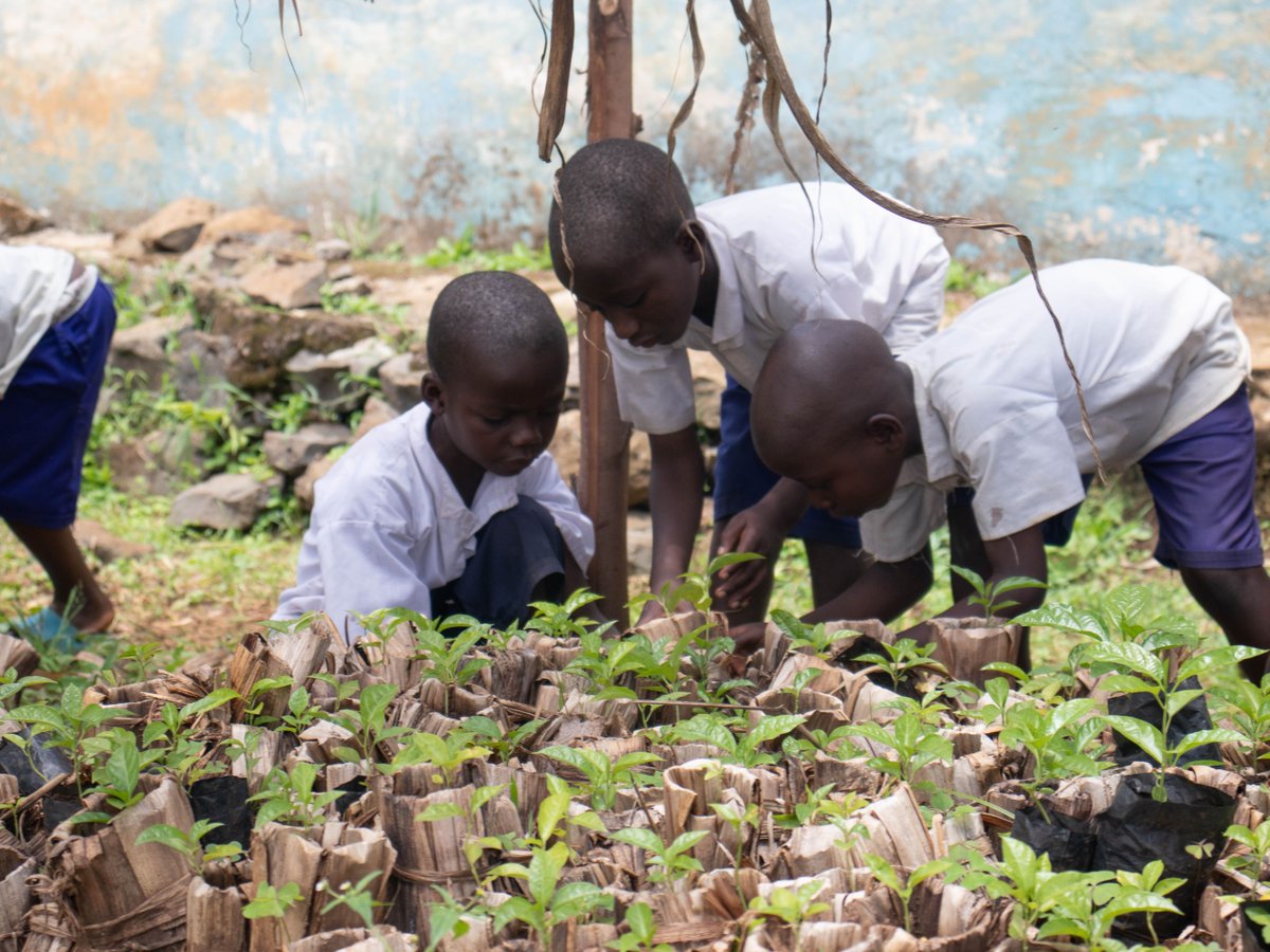 Primatexpertise's tweet photo. We have been pleased to meet pupils from nature clubs in 13 schools surrounding KBNP and RNAI/Idjwi. Their mentoring aims to instill a culture of conservation &amp; environmental protection. 6 school nurseries have been set up by pupils using traditional pots. https://t.co/QqSenWkEa1