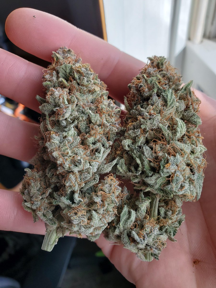 NoContextWeed 🌲💨💨 tweet media