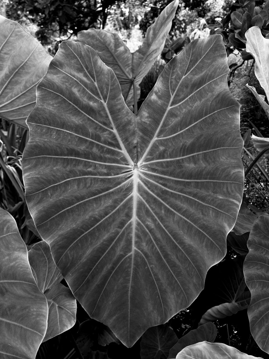 🍃

#leaves #blackandwhitephotography #plantsofinstagram #natureinblackandwhite #wheretheskymeetstheland 

instagram.com/p/C3etyGuNda6/