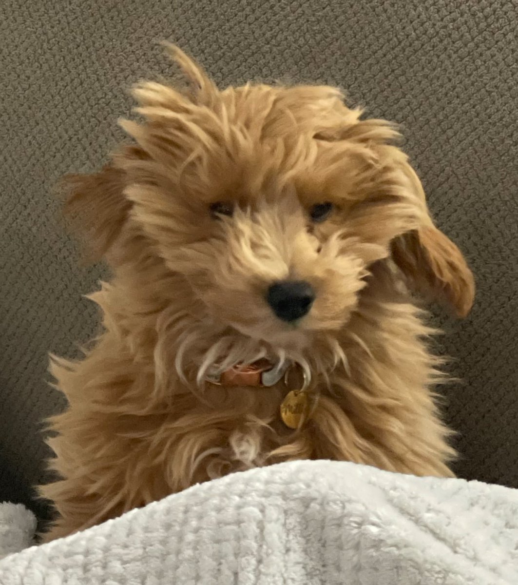 Pinger516's tweet image. Live look at @Caprario35 tomorrow morning when he finds out whos drivin the Busch car