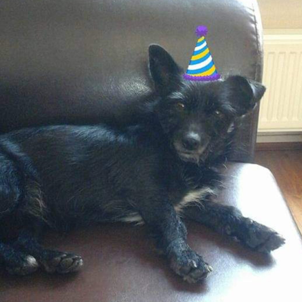 Moniquevhreve's tweet photo. πVandaag alweer 7 jaar bij ons. π₯° #kittyspam #spaanszwerfhondje https://t.co/me9T48yd7H