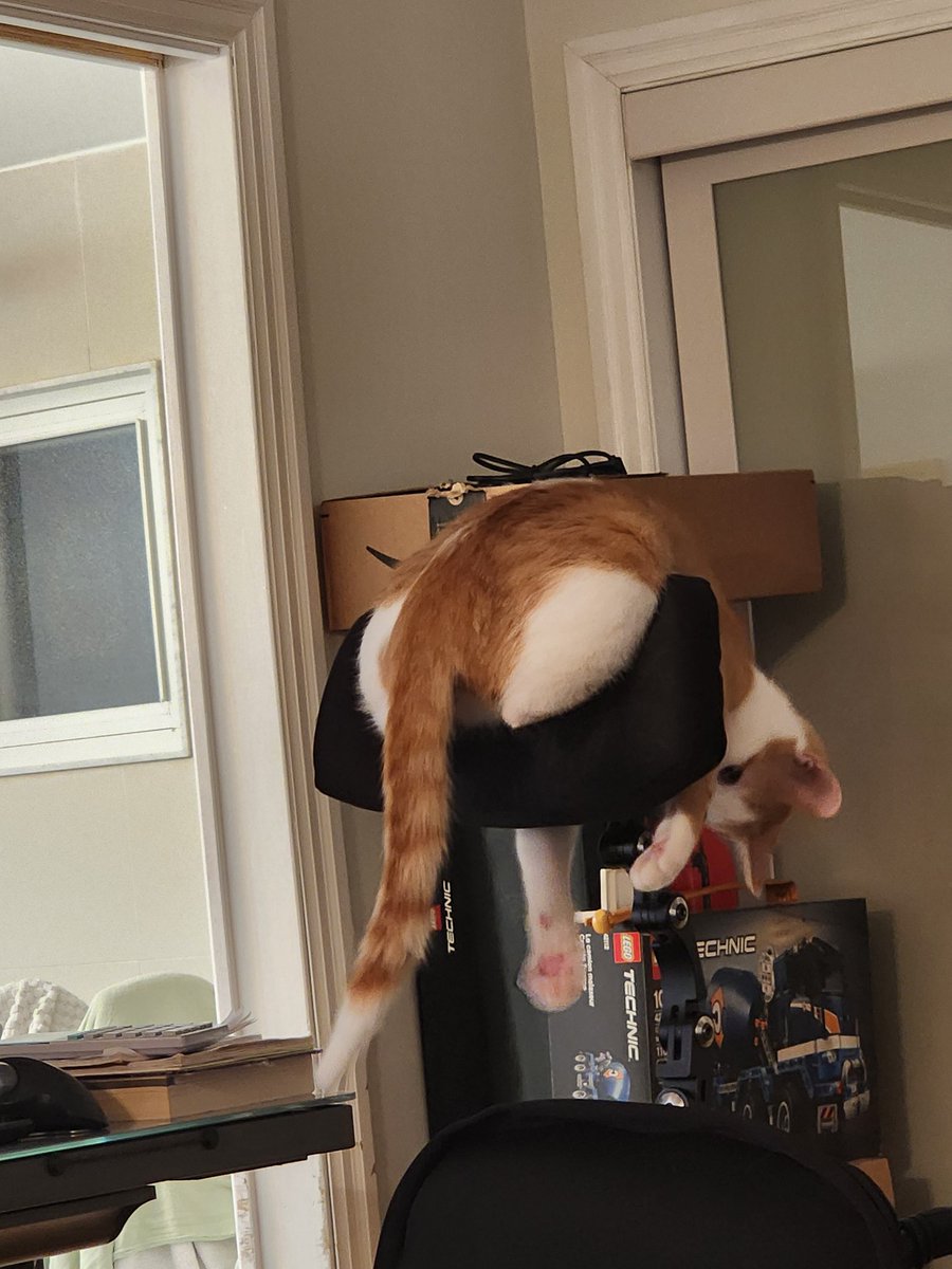 apokieone's tweet photo. Someone has decided that my headrest is her new jungle gym. https://t.co/U6Arw3UI8M