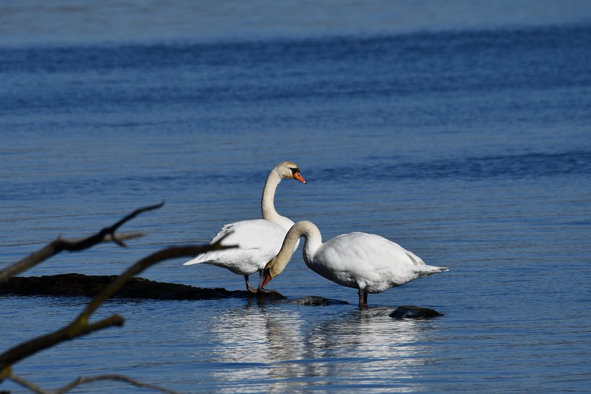 @gunsnrosesgirl3 Mute swans.
(Photo by Glenn P. Knoblock)
#wildlifephotography #nature #bloodpressurebreak