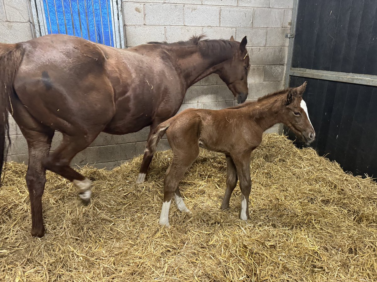 TSEquine's tweet photo. First foal of the year ! A Logician filly from a winning sea the stars mare. @Willowwoodstud https://t.co/pCkFlSTyf8