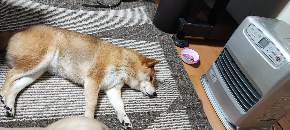Mexican355's tweet photo. ついてなくても暖かみを感じられる能力犬
 #柴犬を崇めよ 
 #柴犬
 #犬好きさんとつながりたい https://t.co/kNUDpNAdan