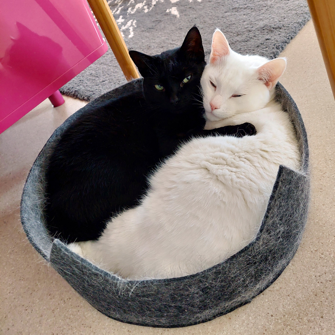 shyblueone's tweet photo. Söpöyttä heti aamusta ❤️
#kissat https://t.co/TZx9niRK7l