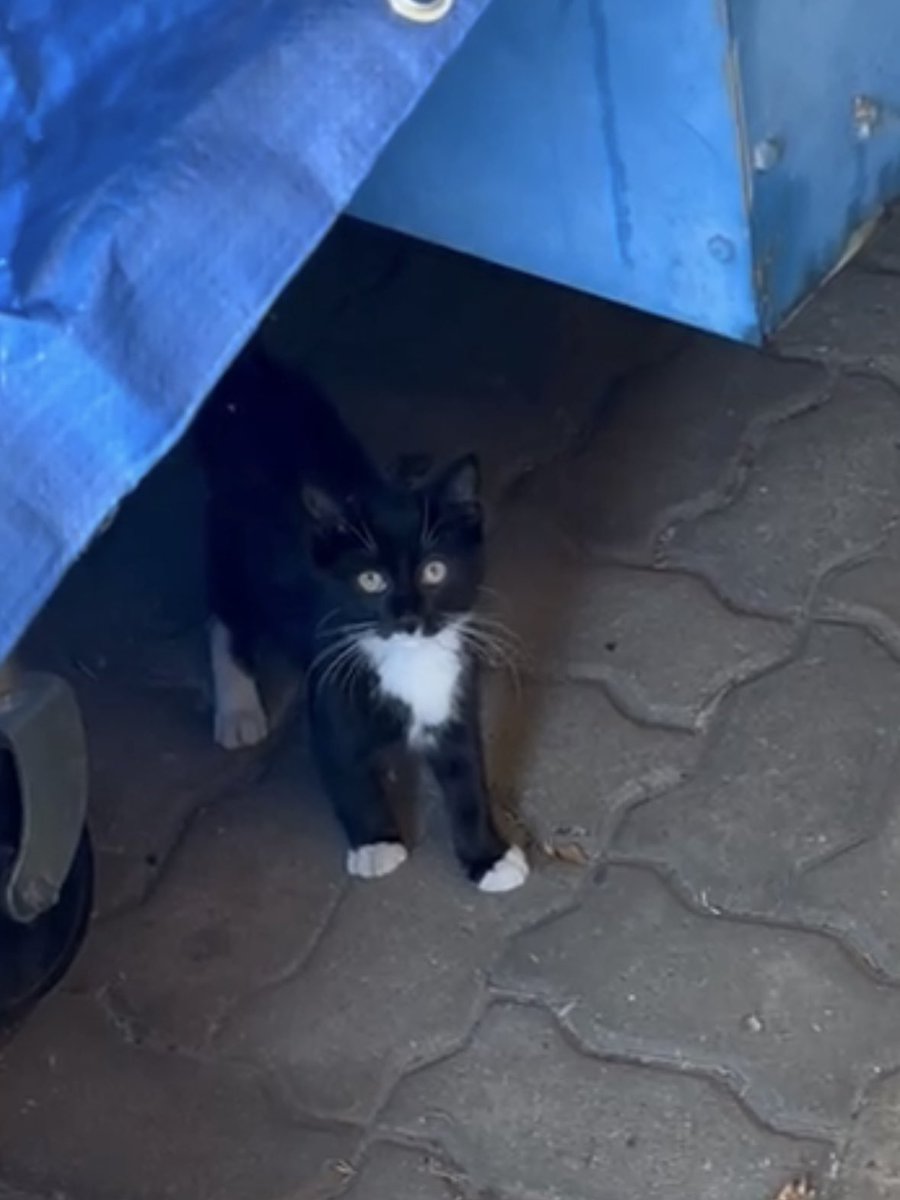 It's been a week since it first showed up.
S/he started coming every day 🗓️
I can't tell which sex it is because it runs away when I approach it 🐈‍⬛
Which do you guys think it is? 👶🏻

#Lostcat #Kitten #WhereDidSheCome
#cat #catlife #halfstraycat #whitecat #lovelycat #pawpads