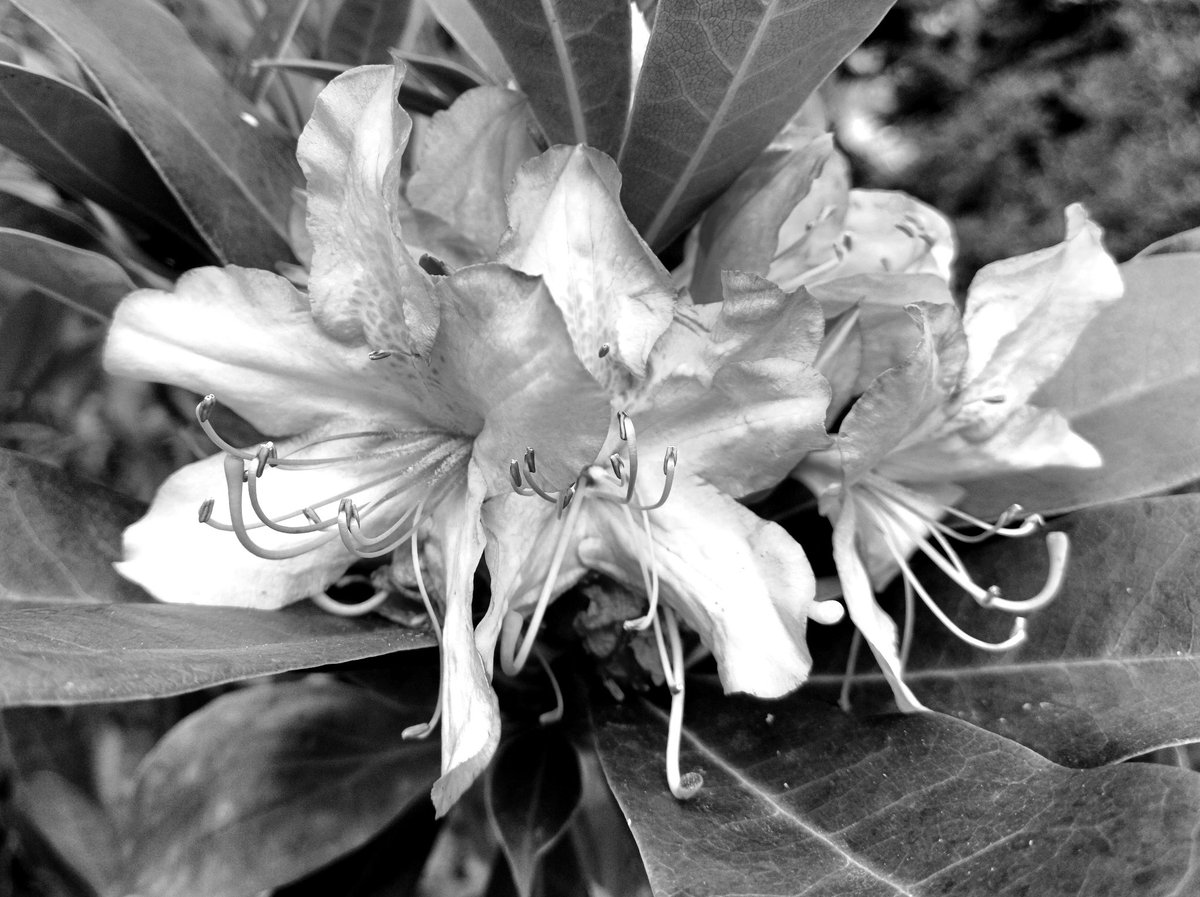 🤍🖤🤍

#flowers #blackandwhitephotography #plantsofinstagram #natureinblackandwhite #wheretheskymeetstheland

instagram.com/p/C3ezMs7NAis/