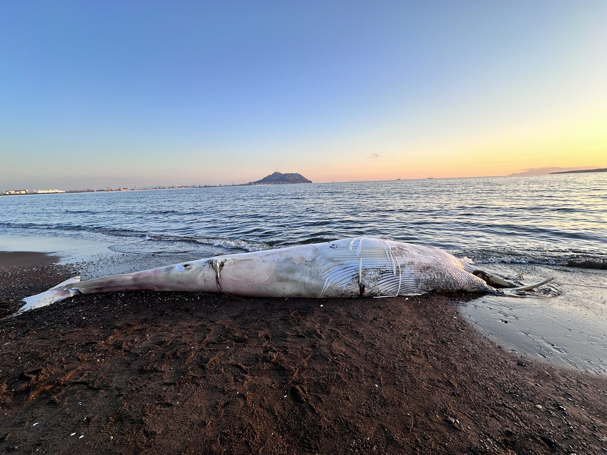 北海道 無頭鯨 Image