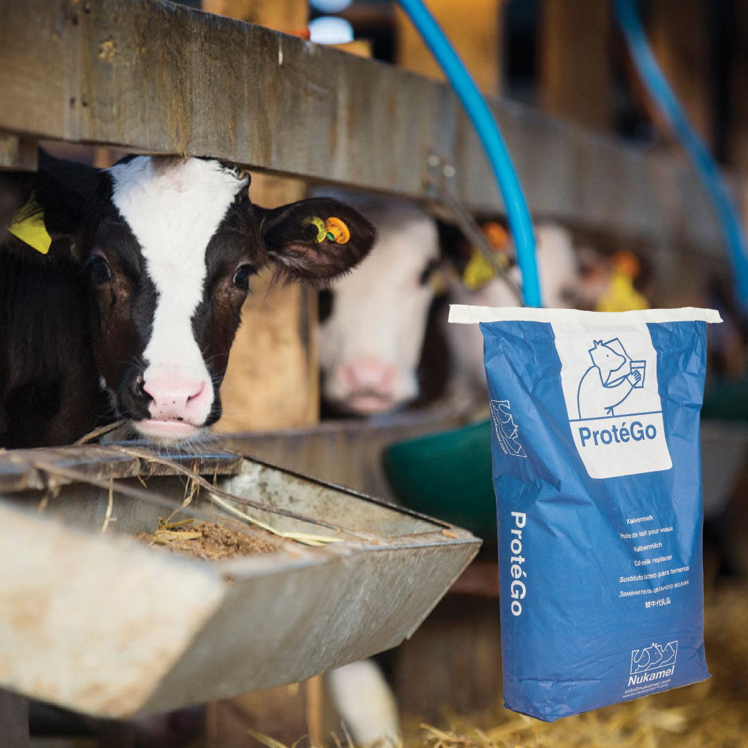 We are now stocking breakthrough new calf milk replacer ProtéGo from @NukamelBV Inspired by colostrum, it contains guaranteed levels of key dairy components that are vital to gut health and calf development. Contact the Feed Team today on ☎️ 01566 780261 to find out more.