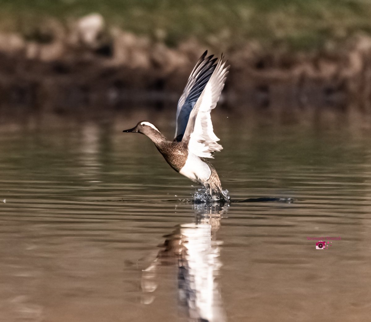 Garganey
Sn:Anas querquedula
Group: Ducks, geese and swans
Loc: kistareddy pet lake
Dop: 18th Feb'24

Shot on @nikonindiaofficial #d850
#Hyderabad
@IndiAves #nature #TwitterNatureCommunity #Worldofwilds #ThePhotoHour #BirdsOfTwitter @callingallbirds
@OrnithophileI
@WildTelangana