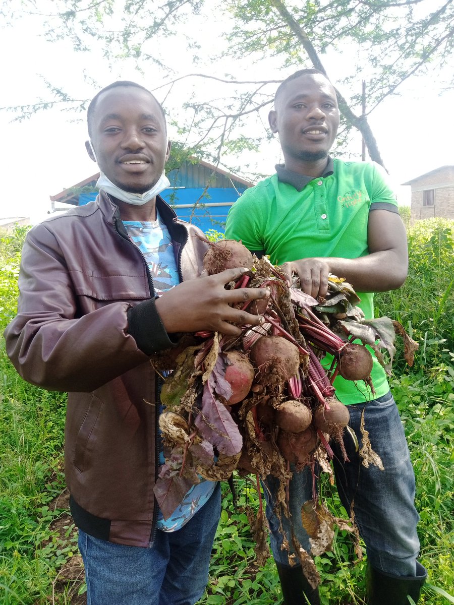 agrireseac77548's tweet image. "Just harvested a bumper crop of fresh veggies from my garden! Nothing beats the taste of homegrown produce. #harvest #homegrown #freshveggies"