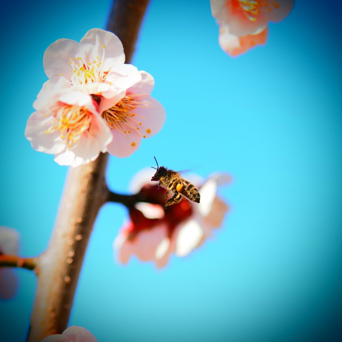 hibinoshiori_'s tweet photo. 陽気に誘われて

OLYMPUS PEN E-P7
LUMIX G 42.5mm F1.7 ASPH.

#梅
#OLYMPUS
#ODMS
#マイクロフォーサーズ https://t.co/IfIuPUiCBv