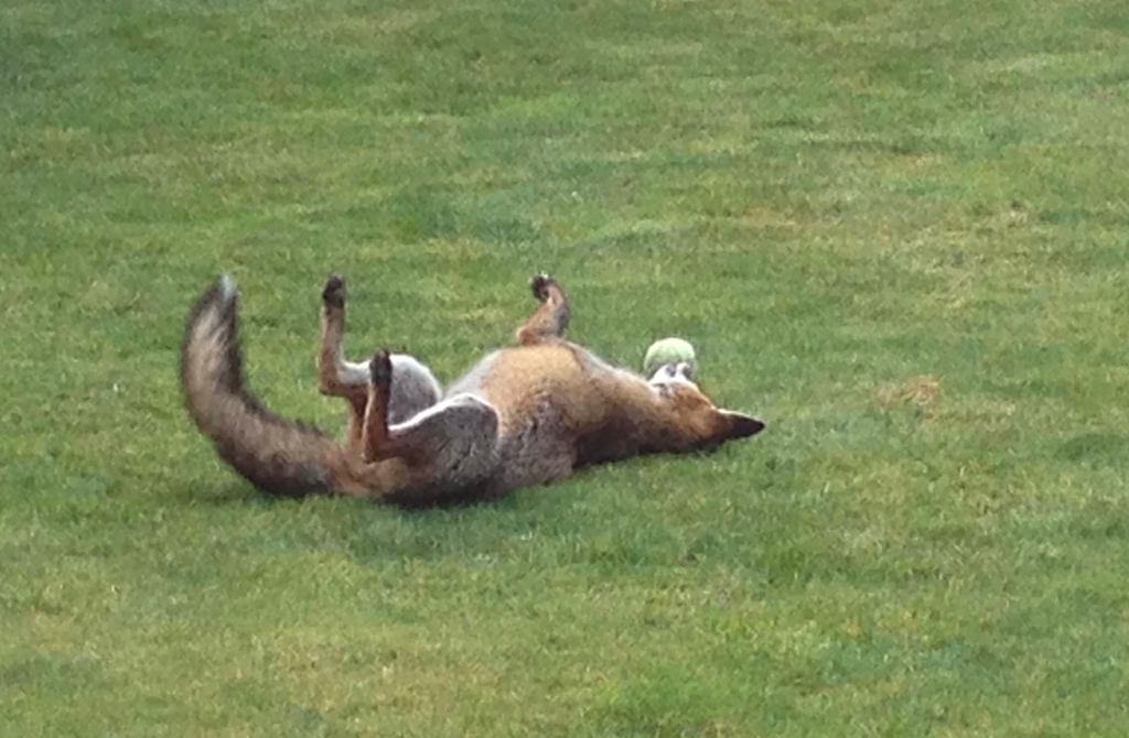 Foxes play with balls too ! #FoxOfTheDay from @carolmartin10