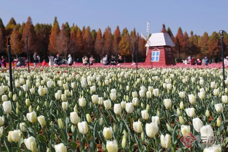 Racheltsyoo's tweet photo. Kunming is showing off with a tulip tapestry! 🌷💐 Laoyu River Wetland Park is swimming in nearly a million tulips, splashing the Spring City with nature's most vivid palette. #TulipSplash #KunmingKaleidoscope #SpringSpectacle https://t.co/VQ8m1pLML2