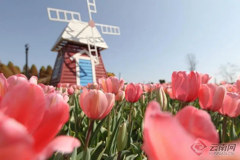Racheltsyoo's tweet photo. Kunming is showing off with a tulip tapestry! 🌷💐 Laoyu River Wetland Park is swimming in nearly a million tulips, splashing the Spring City with nature's most vivid palette. #TulipSplash #KunmingKaleidoscope #SpringSpectacle https://t.co/VQ8m1pLML2