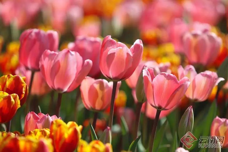 Racheltsyoo's tweet photo. Kunming is showing off with a tulip tapestry! 🌷💐 Laoyu River Wetland Park is swimming in nearly a million tulips, splashing the Spring City with nature's most vivid palette. #TulipSplash #KunmingKaleidoscope #SpringSpectacle https://t.co/VQ8m1pLML2