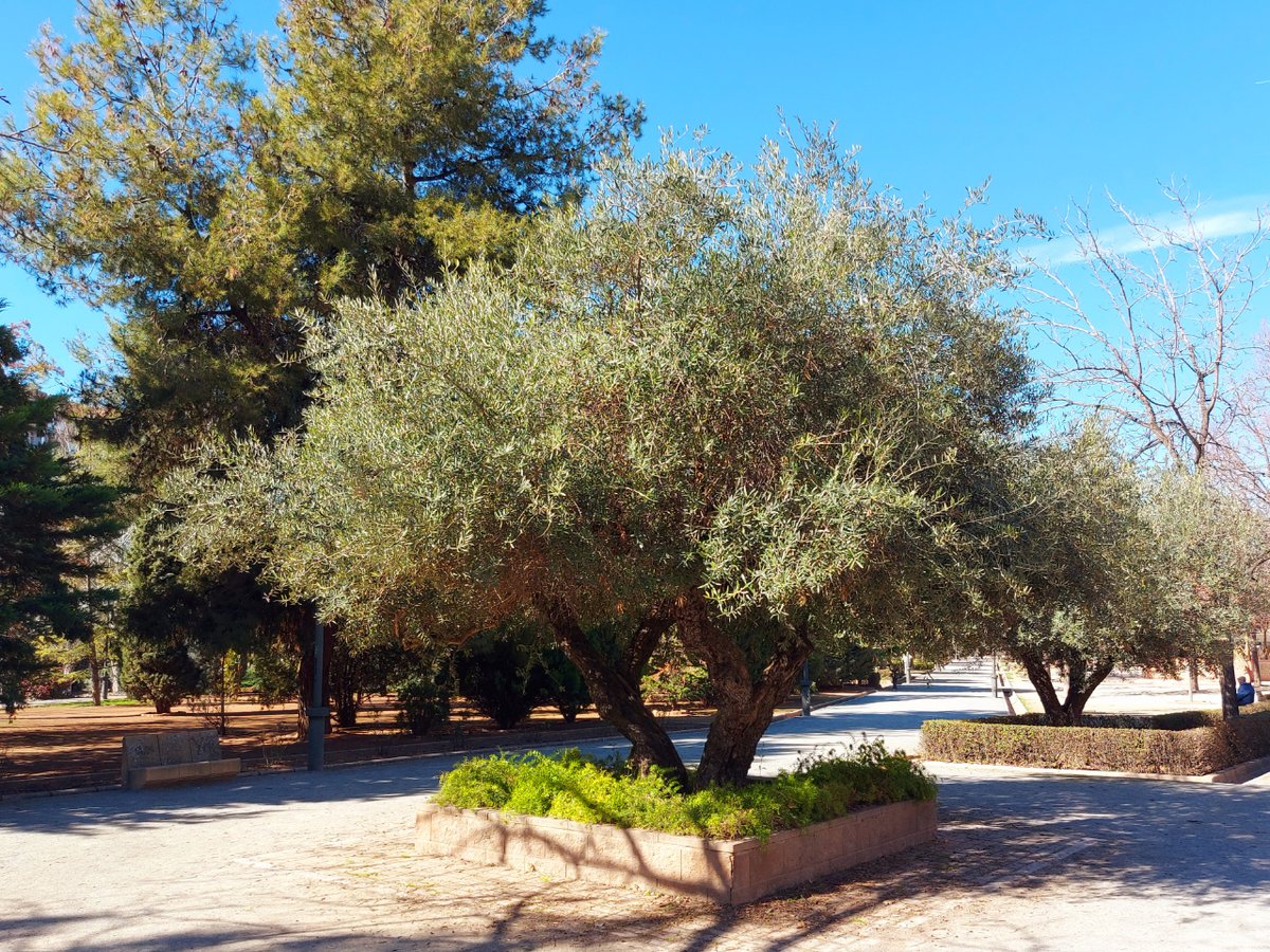 Feliz #domingo, día del Señor, desde #Granada