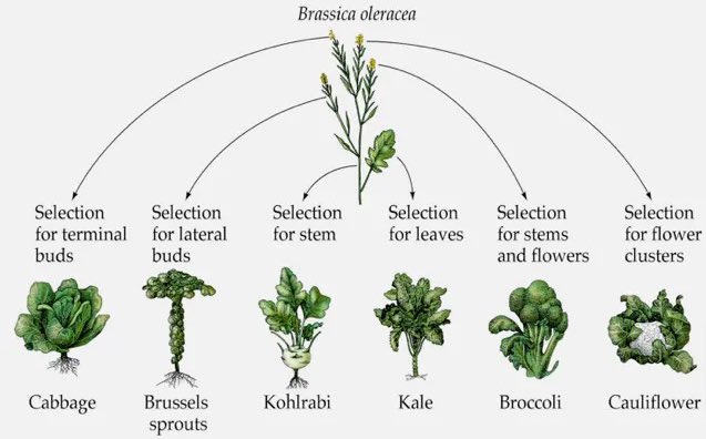 Everything you eat has been modified genetically by humans. 

Humans have been modifying plants and animals for tens of thousands of years.

We have only recently discovered how to do this a little faster.

Who eats Brussels sprouts?