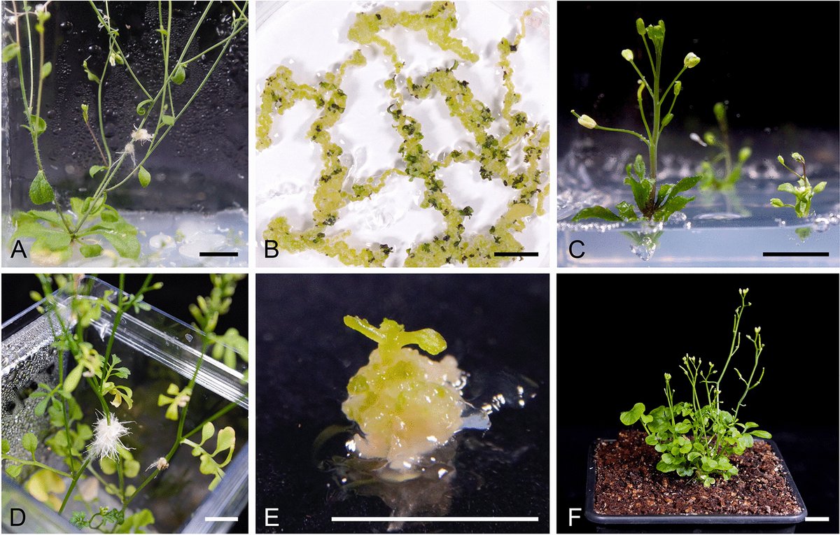 Plant Methods tweet media
