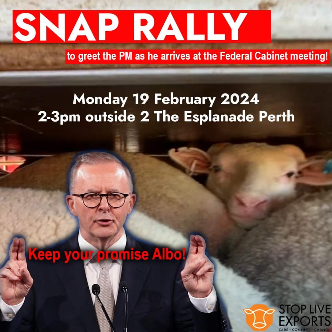'‼️ ARE YOU READY PERTH?‼️
Let the PM @AlboMP know that you want him to end cruel live exports sooner rather than later!'
#LegislateTheDate
#BanLiveExport #EndLiveExport 
- Stop Live Exports