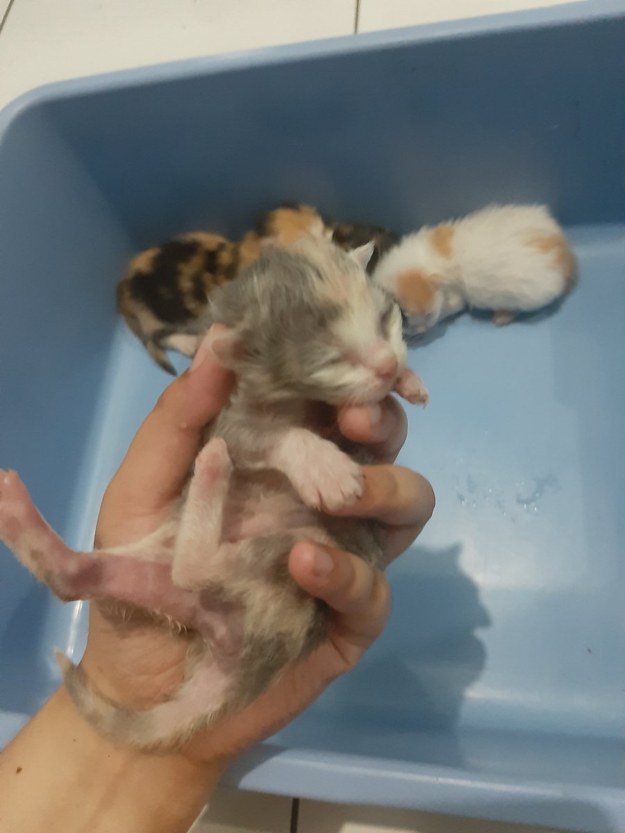 KucingGembala's tweet photo. @kochengfs Tergantung bonding kamu sama mama nya. Aku megangin mereka dari masih basah banget baru lahir. Soalnya induknya manja banget sama aku. Gamau lahiran kalo ga di deketku. Jadi pas proses lahiranpun aku bantuin dikit2 kalo anaknya ketindihan atau semacemnya. https://t.co/L7vYCznZFm