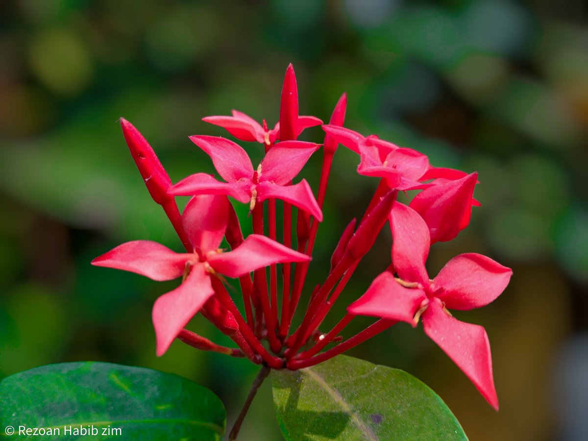 A burst of vibrant blooms against a backdrop of emerald green. Nature's artistry never fails to amaze.

#NatureBeauty #nature #photography #NaturePhotography #Flowers #floralphotography #flowerpower #naturelovers #redflowers #gardenlife #gardening #red #green #art
