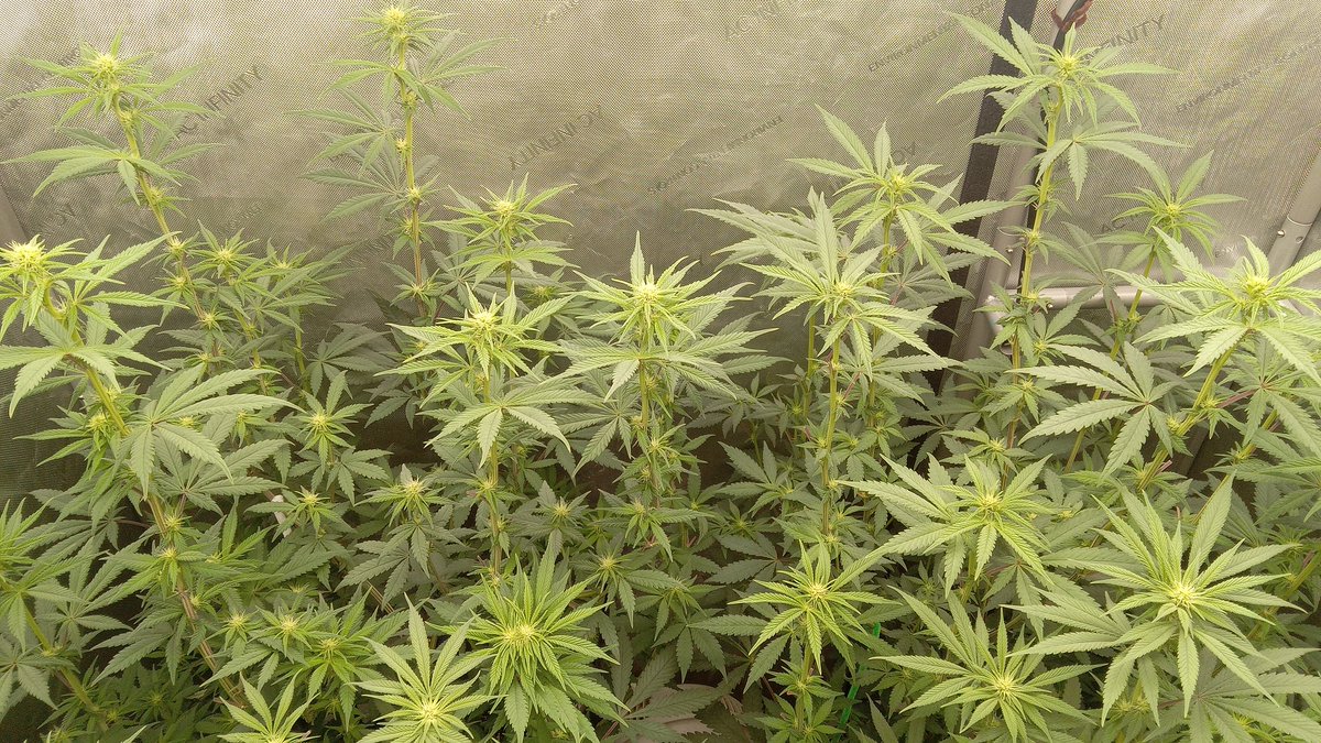 Its Sunday morning, these frozen grapes from <a href="/InhouseGenetics/">Inhouse Genetics</a> are on day 16 of flower... growing strong, and smelling great! I'm getting baked now.