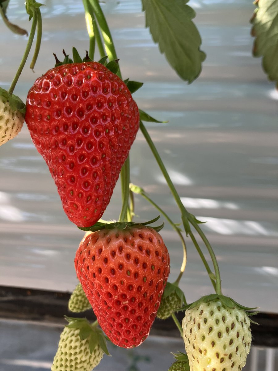 KiWAMI86's tweet photo. いちご狩り🍓 https://t.co/WBlw9FrEkz