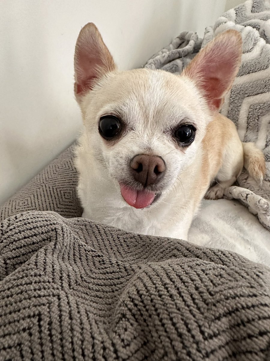 kaylyndayle's tweet photo. My 12yr old chihuahua with no teeth who just lays on the back of the couch all day. https://t.co/BMGZiUQ3KH