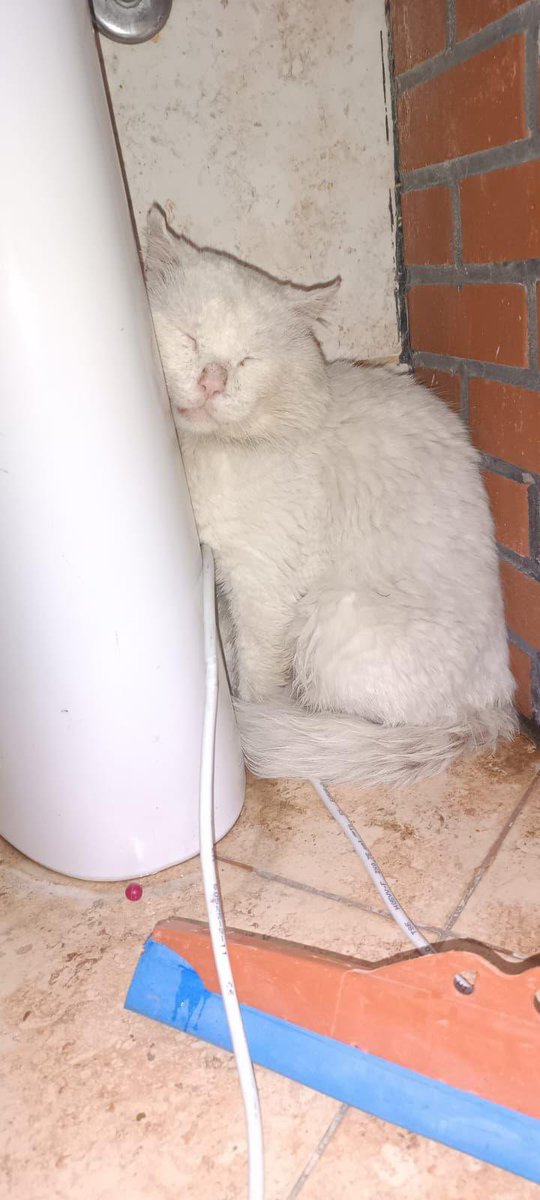 Badiko_'s tweet photo. Depremde enkazda ailesi ölünce 2 ay damda öylece kalmış kuzum. İndirmişler ve bir müddet çadırların etrafında yaşamış. Bir yuva bulunmuş ama aile traş ede ede, tüylerini kese kese  ne hale getirmiş çocuğu 🥹 Çekmediği kalmamış.. Şu an o aileden alınıp kliniğe alınmış, orada da sadece bir haftası var. Acilen yuva aranıyor, yer Hatay ama İstanbul' getirebiliriz.
Not: Traş ettirip durmayın kedileri allah aşkına, inanılmaz zararlı onlar için!!