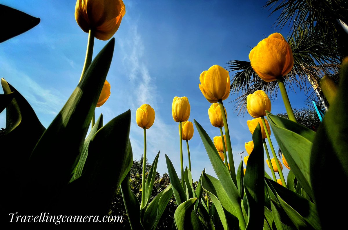 photojourney_tc's tweet image. Delhi is full of #tulip colors these days. Especially the area around Shanti Path and Amrit Udyan. 

#flowers #feb24