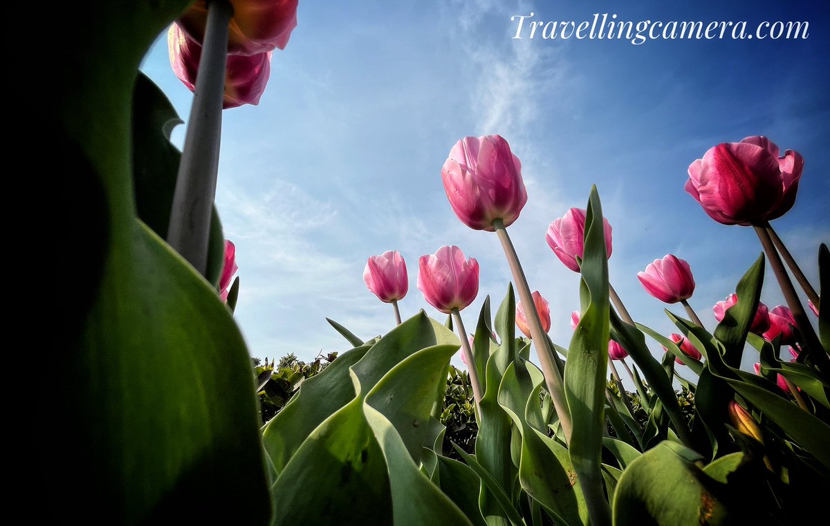 photojourney_tc's tweet image. Delhi is full of #tulip colors these days. Especially the area around Shanti Path and Amrit Udyan. 

#flowers #feb24