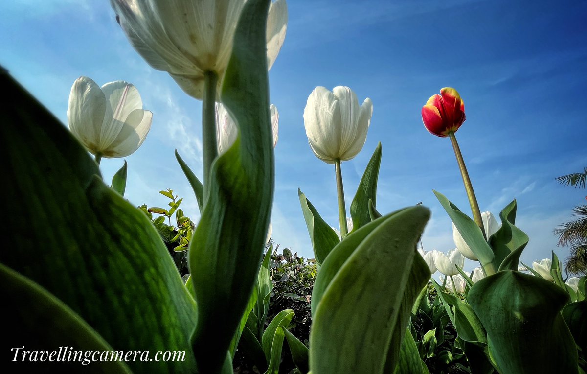 photojourney_tc's tweet image. Delhi is full of #tulip colors these days. Especially the area around Shanti Path and Amrit Udyan. 

#flowers #feb24