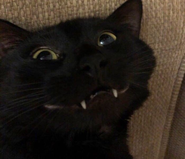 #anitw #moots Semua akun angkut, aku orang nya suka jbjb trus rada belok ( gk belok bnrn ). aku juga suka bikin au ( open req ). aku main pjsk, ml, roblox trus suka cod sama fatal frame. resident evil juga ror. klo kalian gak masalah dengan perhomoan enih bisa hmu ya!!