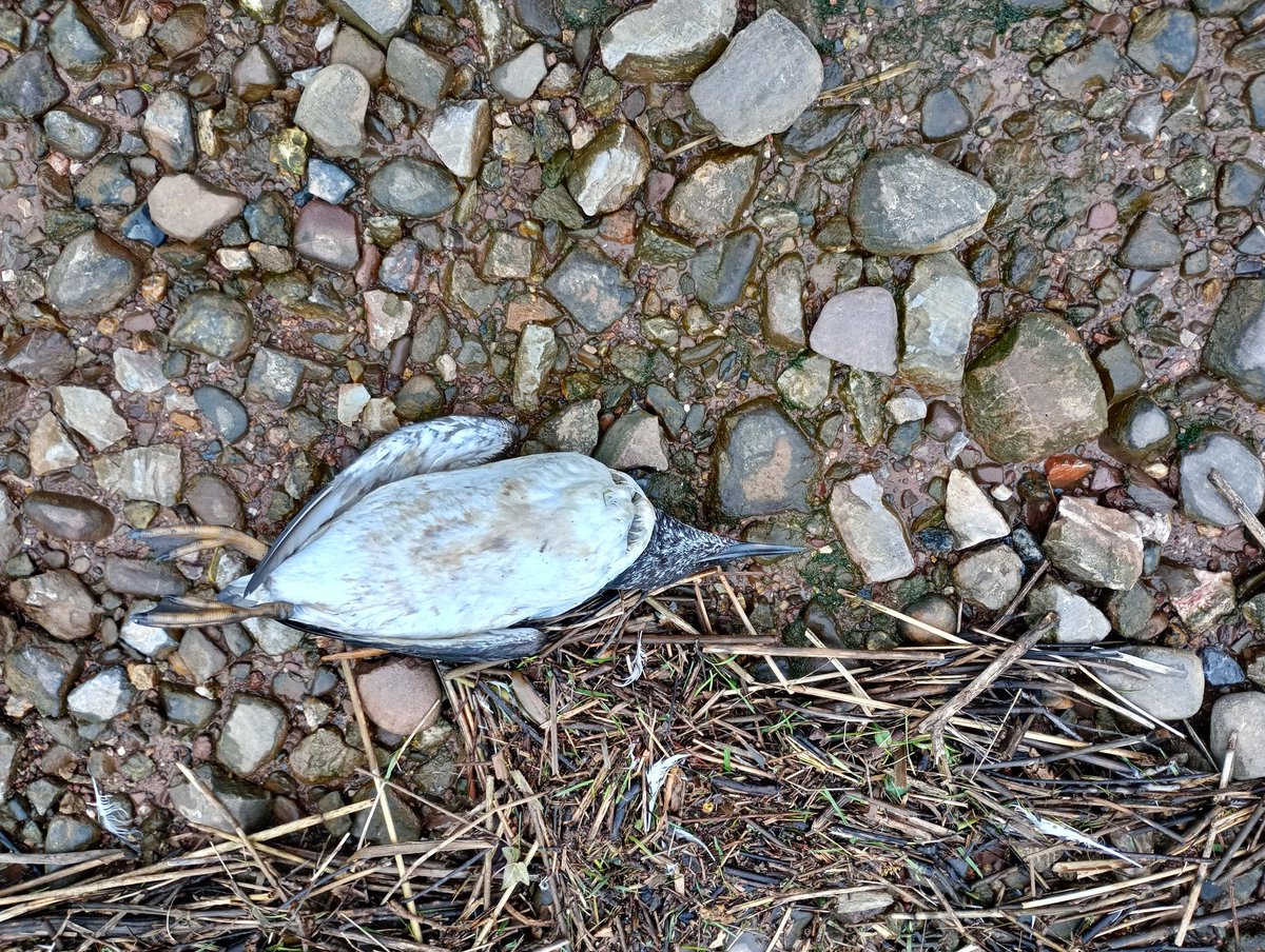 TimWorfolk's tweet image. Guillemot found on Topsham beach/Goatwalk this morning. No obvious signs of injury: reported. @devonbirds @_BTO @BirdTrack