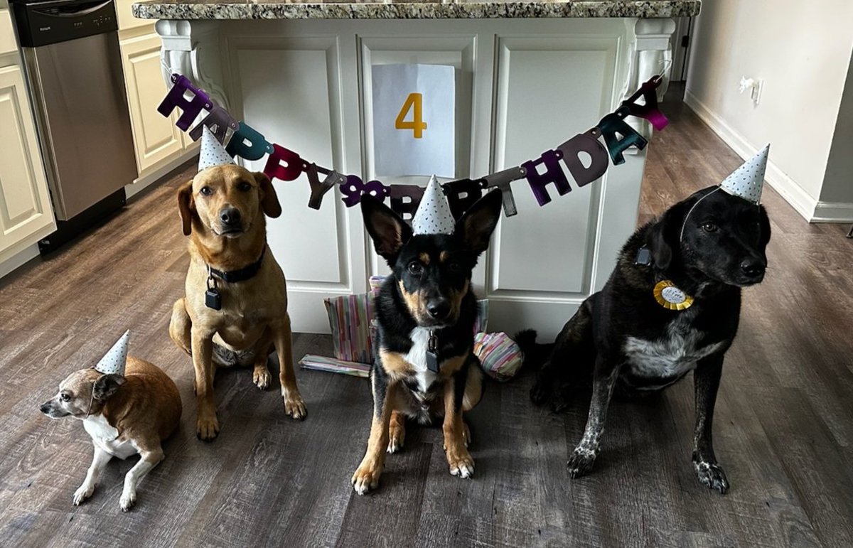 Sodee's tweet photo. @7Veritas4 Cali, Blu, Trek, and  Whiskey at Whiskey's birthday party last year 😍 https://t.co/bYjI0viHx3