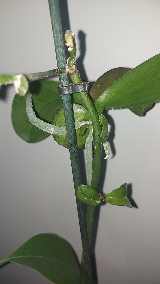 Canım orkidem, dalından böyle 2 yavru verdi. Ben bunları nasıl ayırcam bilen var mı? Ödüm kopuyor küstürürüm diye 🥺