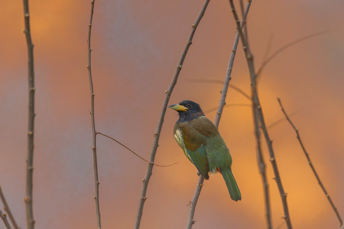 Ismail Shariff tweet media