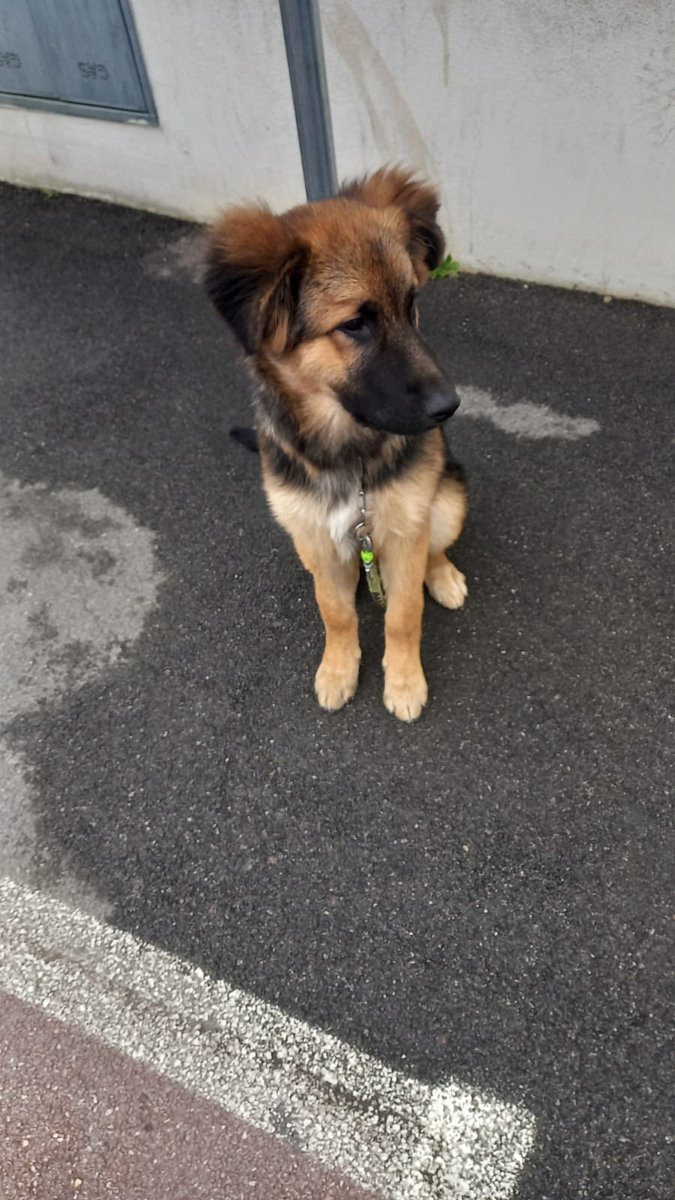 FirenzeLav's tweet photo. Aiuta Kimba, cucciola di 5 mesi a trovare una casa, altrimenti la sua destinazione sarà il canile!!
Dolce,  giocherellona ed ubbidiente, incrocio tra pastore tedesco e maremmano  adottabile in Toscana.
Chiama 3314376697 o 3716349108 https://t.co/MyDC16iXRP